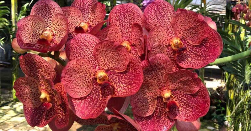 Hoa Lan Vanda
