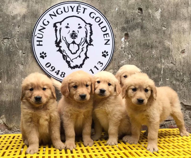 Hùng Nguyệt Golden Retriever