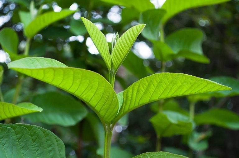 Lá ổi chữa đau bụng