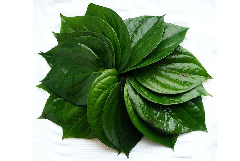 Lá trầu không