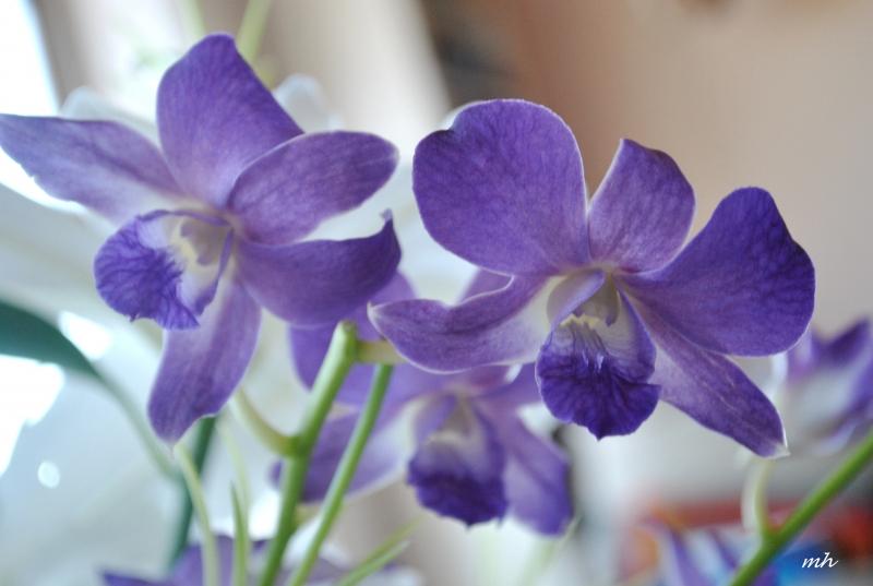 Vẻ đẹp nhẹ nhàng và đầy khí chất của Lan Dendro.