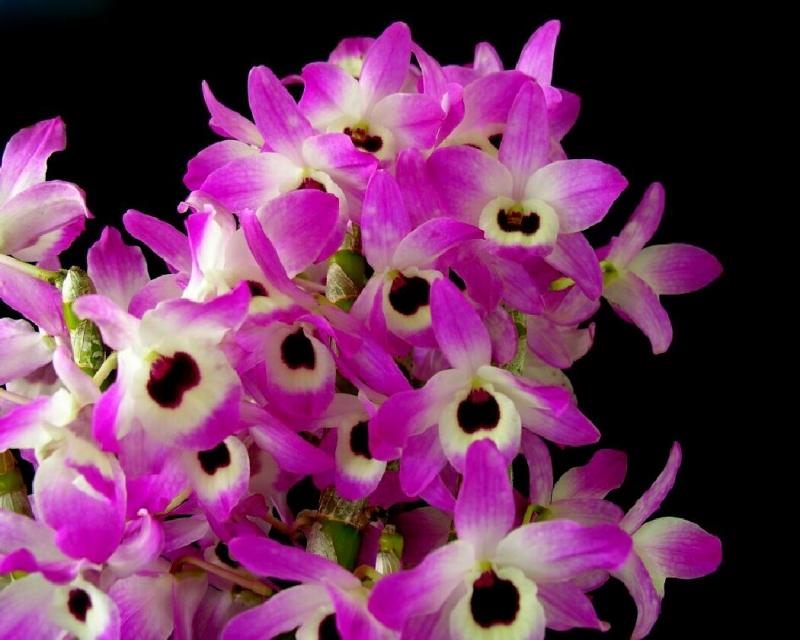 Lan Dendro tỏa hương thanh khiết.