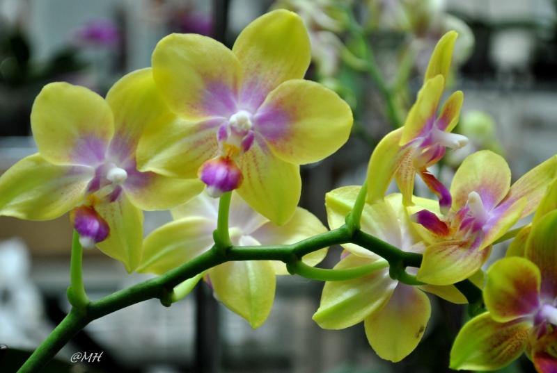 Có hơn 60 loài hoa Lan Hồ Điệp.