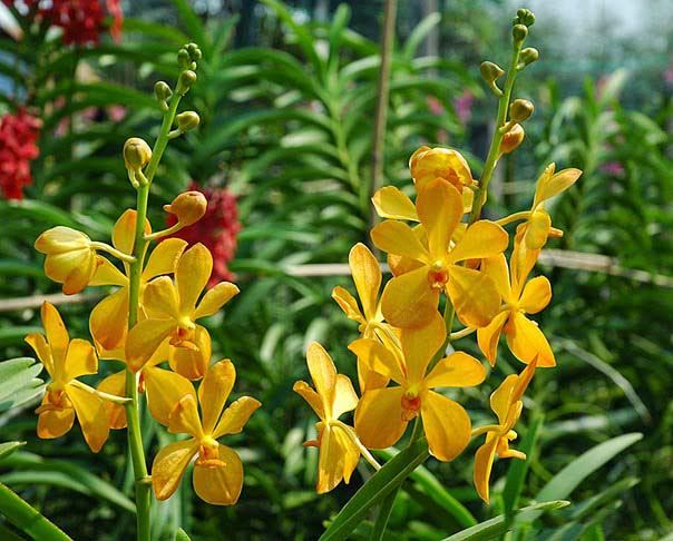 Lan Mokara là đại diện cho sắc đẹp và tình yêu.