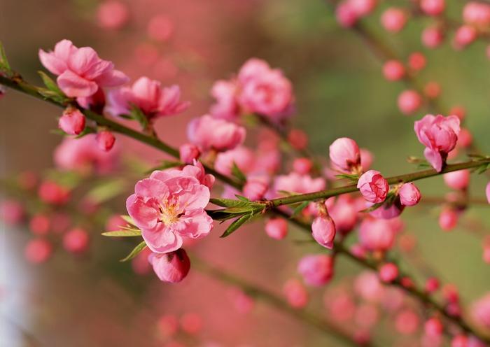 Lời chúc tết cho người yêu hay và ý nghĩa nhất