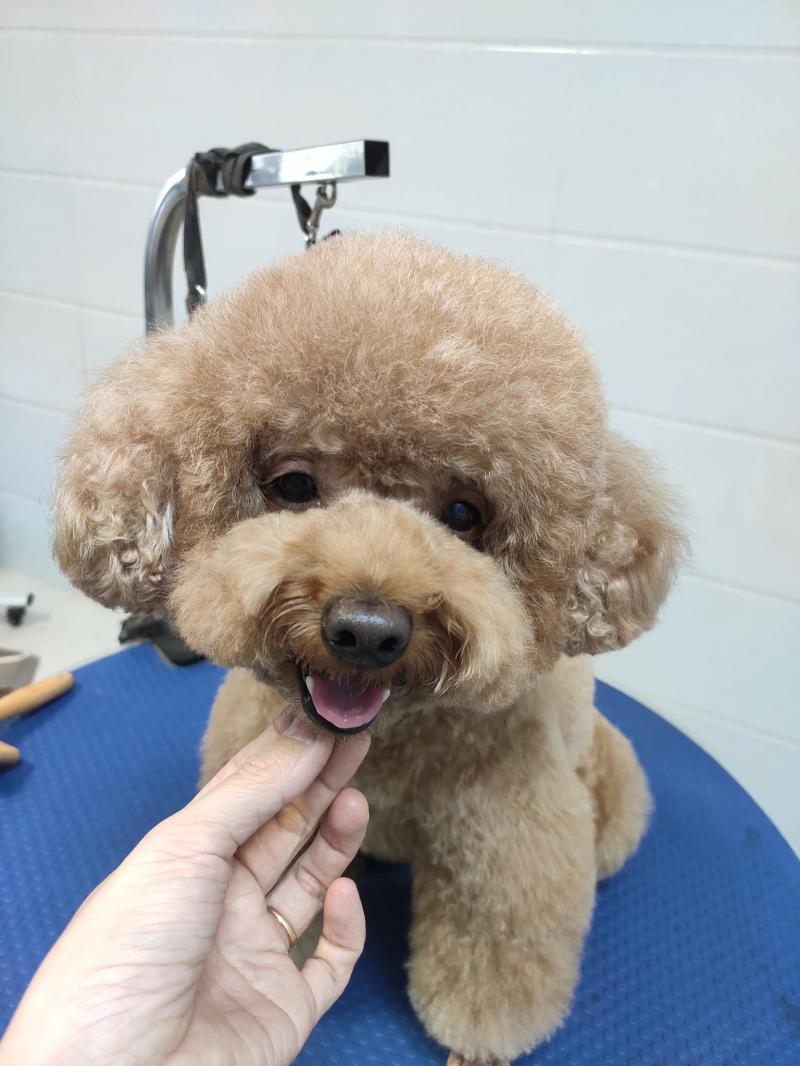 Lucky Pet Clinic