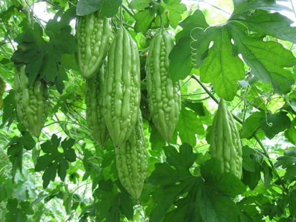 Mướp đắng (khổ qua)
