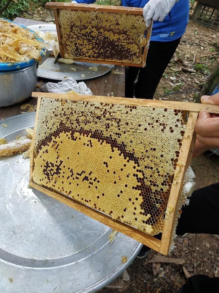 Mật Ong Rừng