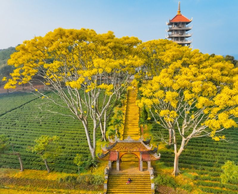 Mùa hoa điệp vàng