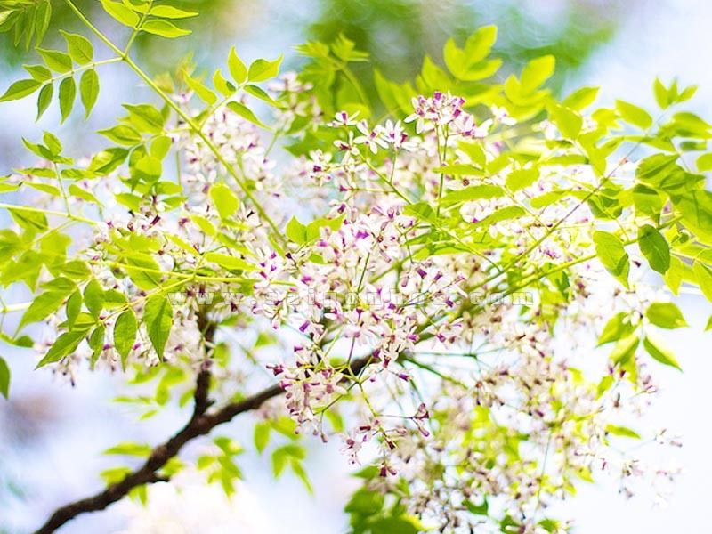 Thơ tháng tư