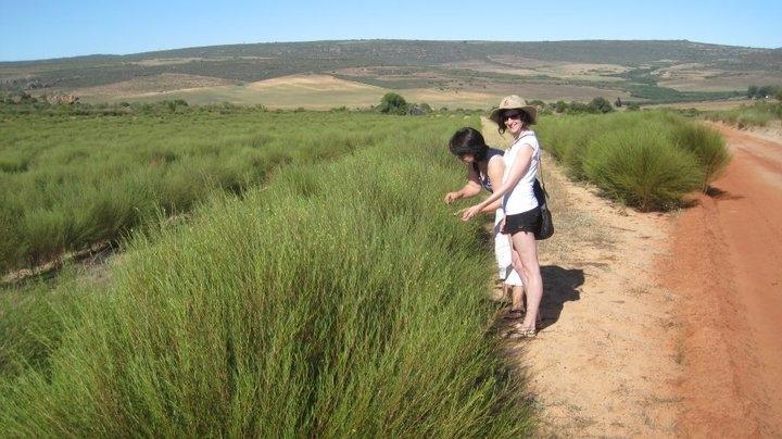 Cây rooibos