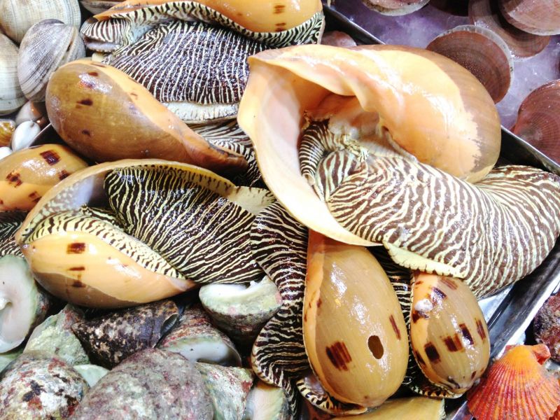 Ốc giác