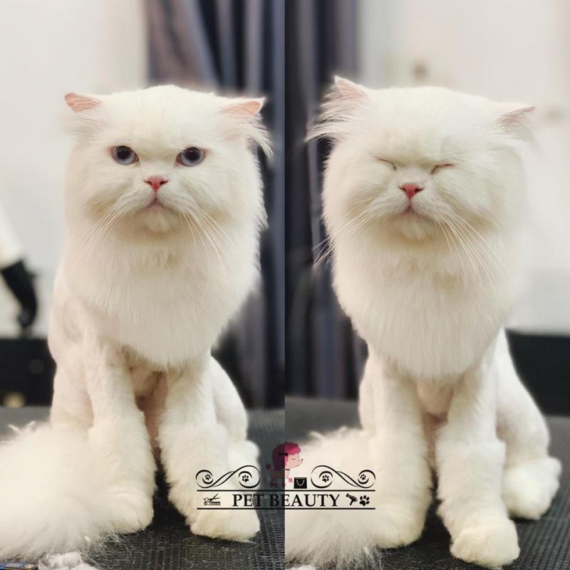 Pet Beauty