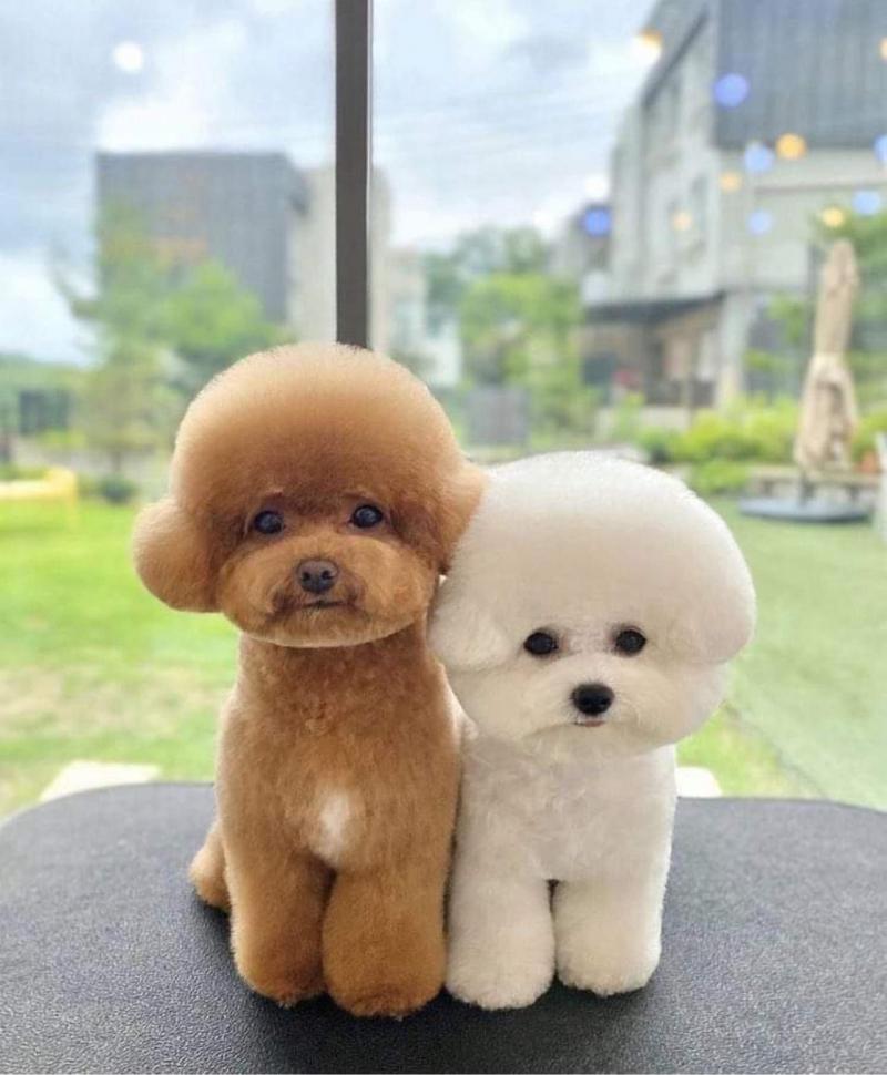 Pet Care - Phòng Khám Thú Y - Spa