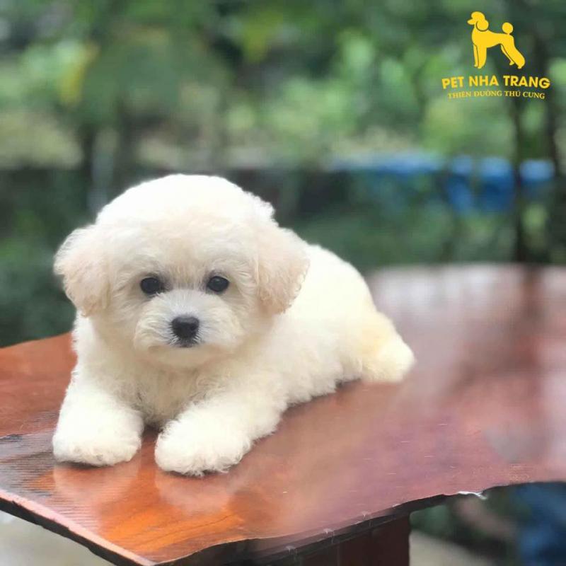 Pet Nha Trang