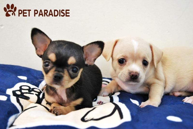 Pet Paradise