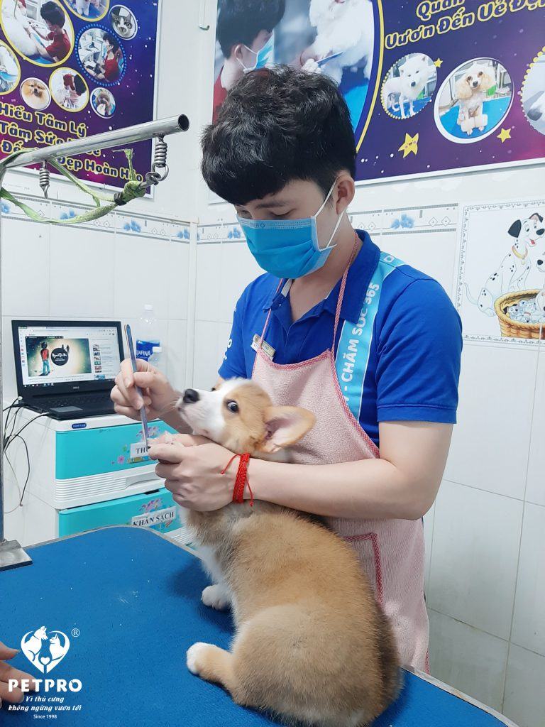 Pet Pro