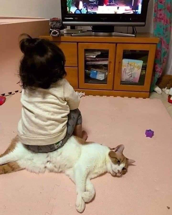 Pets