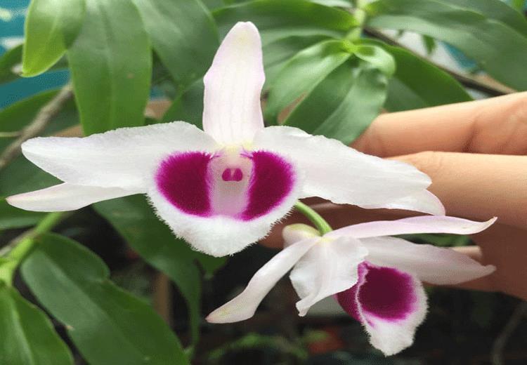 Phi Điệp Tím sở hữu vẻ đẹp dịu dàng và duyên dáng.