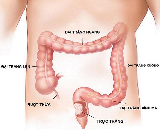 Phó Giáo sư, Tiến sĩ Trần Ngọc Ánh Bác sĩ đọc kết quả và tư vấn điều trị nội soi đại tràng