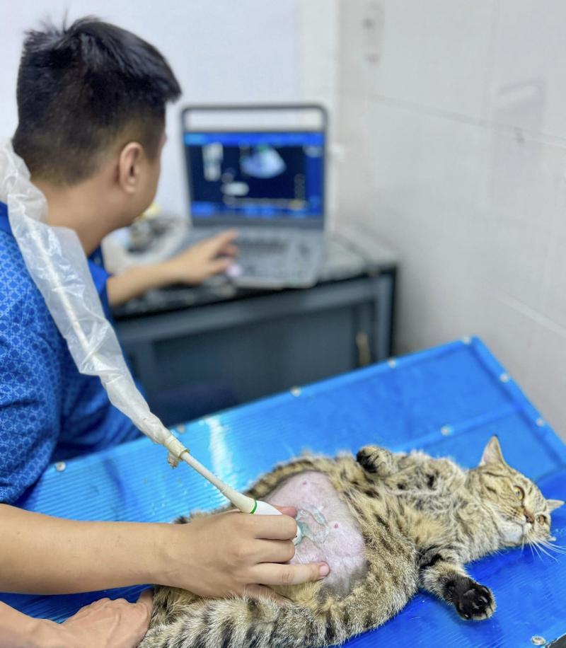 Phòng khám thú y 24/7 SUNNY PET