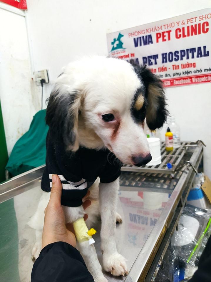 Bệnh viện thú y Okada Pet