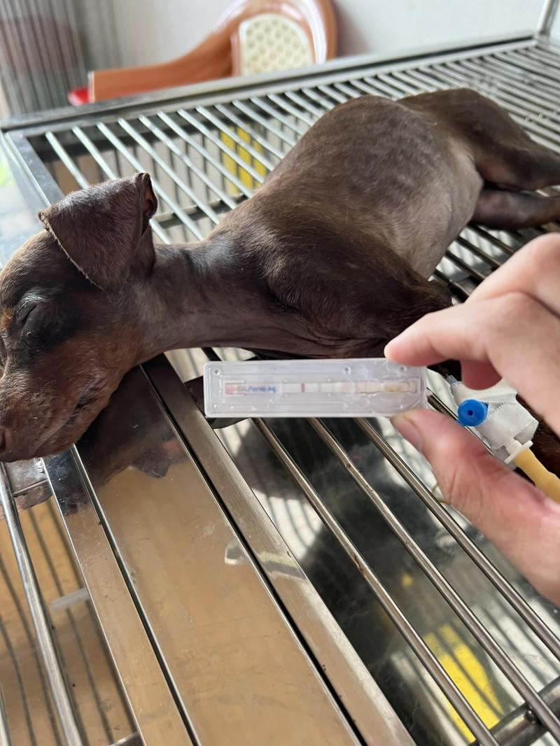 Phòng khám Thú y KingVet & petshop