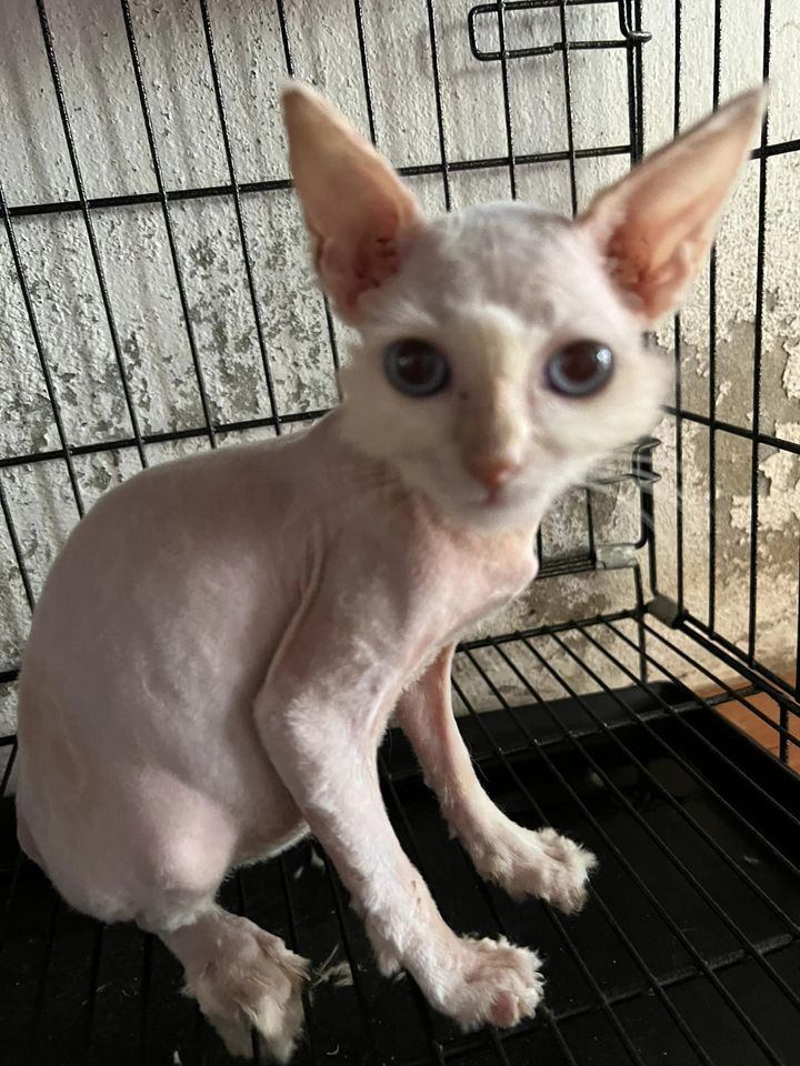 Phòng khám Thú y KingVet & petshop