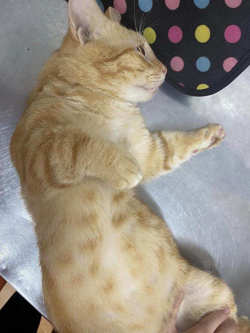 Phòng khám thú y Pet Home