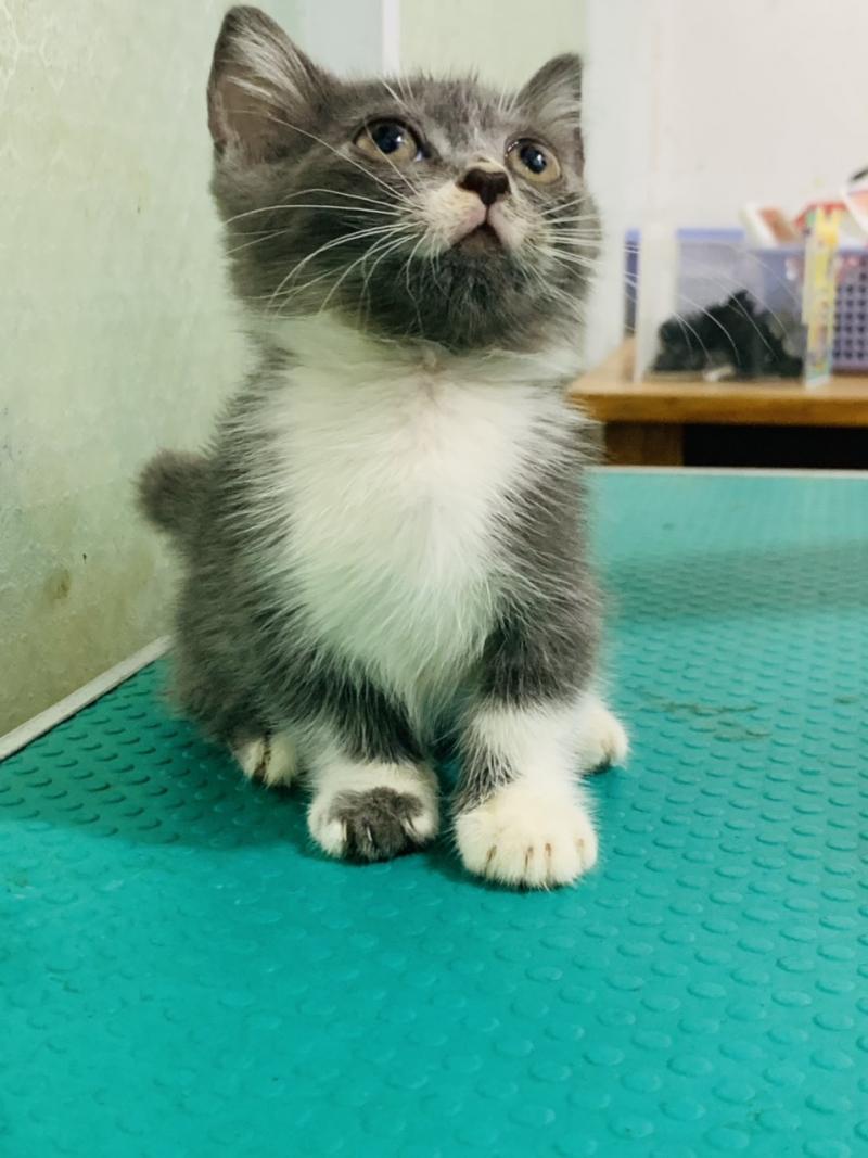 Phòng khám thú y Pet Home