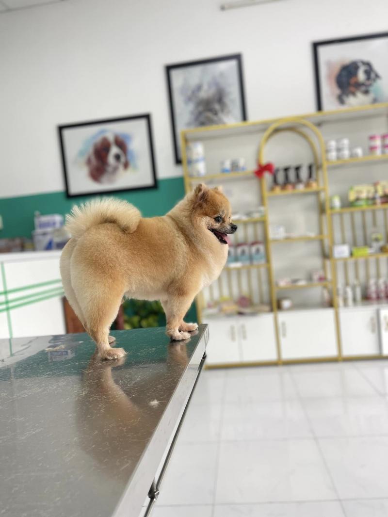 Phòng Khám Thú Y VERA PET