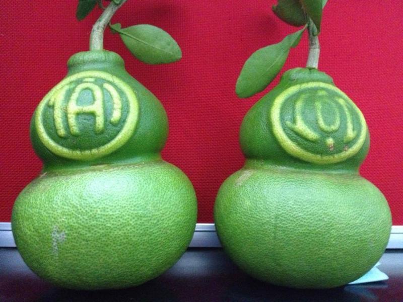 Quả bưởi hồ lô Tài Lộc