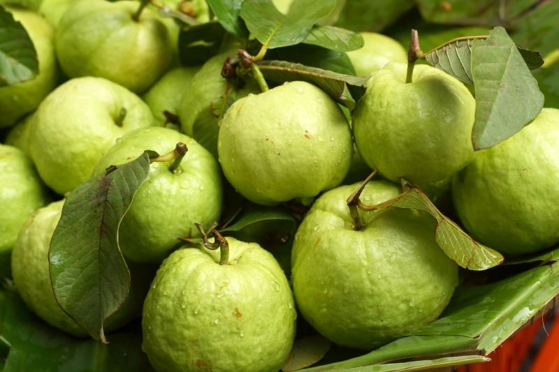 Ổi có tác dụng giảm ho, trị cảm