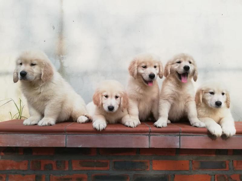 Quân Bảo Kennel