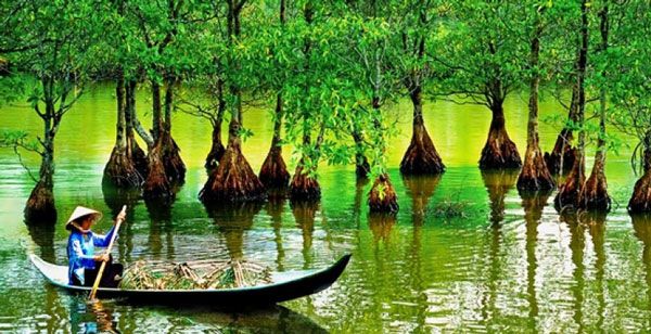 Rừng nguyên sinh ngập mặn ở Cần Giờ