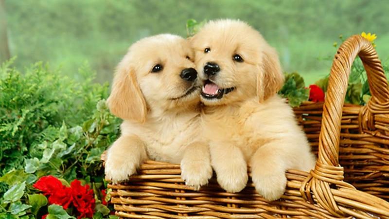 Phạm Hữu Kennel
