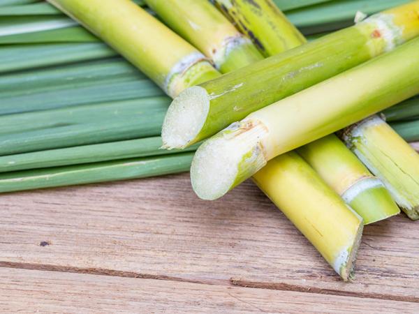 Sử dụng bã mía