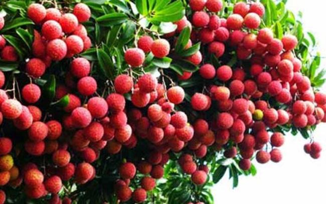 Mùa vải của gia đình em năm nào cũng có rất nhiều quả, từng chùm, từng chùm cứ chụm vào nhau trĩu cả cành