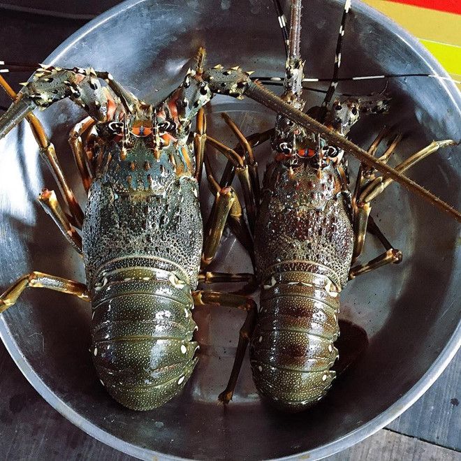 Tôm Hùm tươi sống