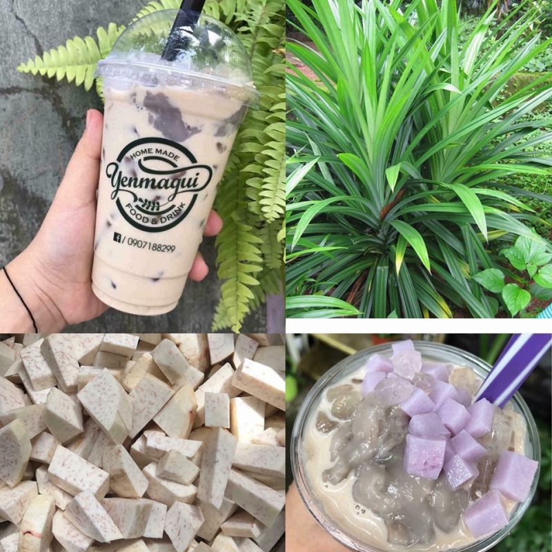 ﻿Trà Sữa Yến Magui