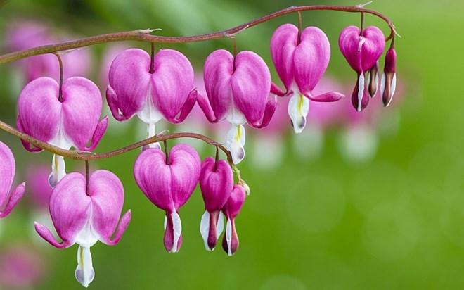 Hoa trái tim rỉ máu hay còn gọi là Tigon
