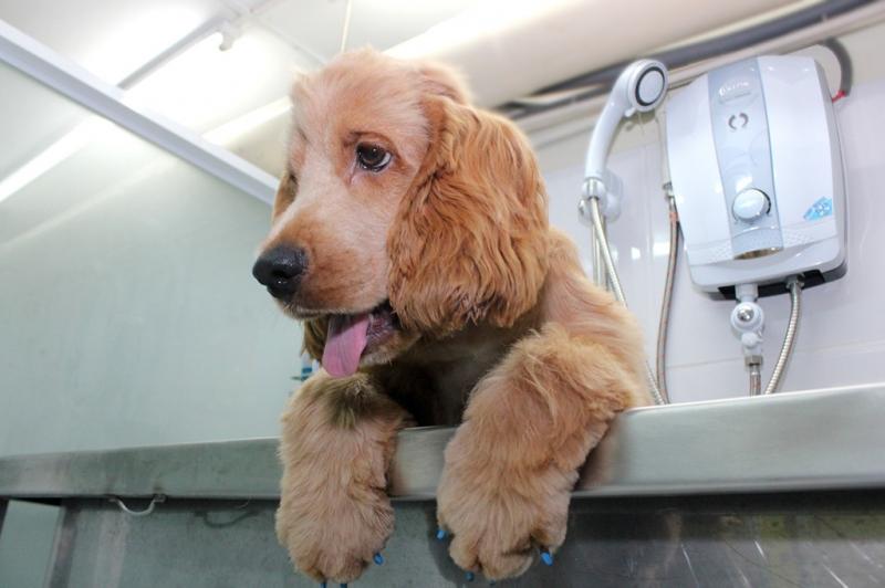 Gaia Pets Clinic & Resort