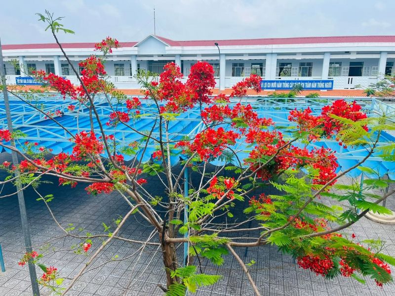 Trường Tiểu học Trần Phú