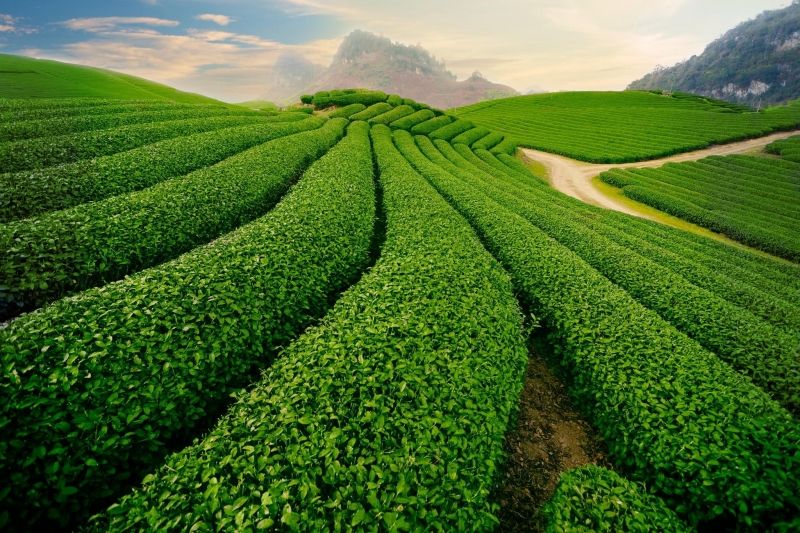 Việt Nam có các chủng loại chè phong phú