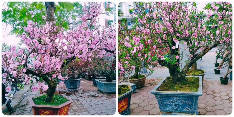 Vườn đào Chiến Luật