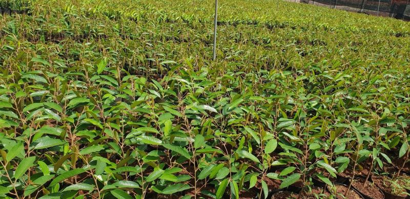 HTX Nông Nghiệp Dịch Vụ Nam Tây Nguyên