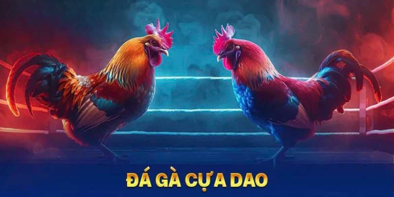 Đá Gà Cựa Dao - Trải Nghiệm Đầy Kịch Tính Tại Nhà Cái NOHU 3 Trải nghiệm đá gà cựa dao hấp dẫn chọn NOHU