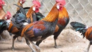 Các phương pháp điều trị gà bị trúng gió liệt chân