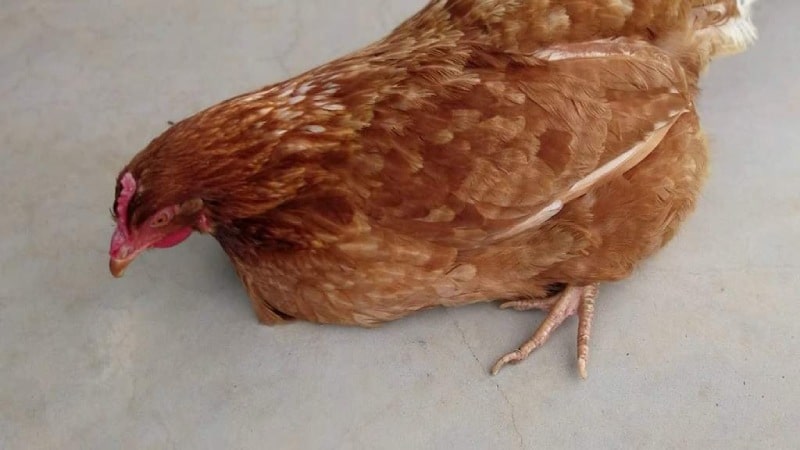 Cùng chuyên gia Vn88 giải đáp tình trạng gà bị trúng gió liệt chân