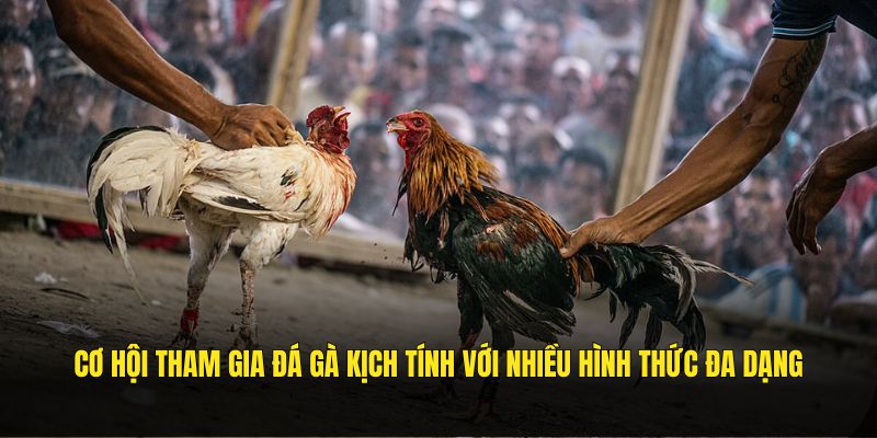 Cơ hội tham gia đá gà kịch tính với nhiều hình thức đa dạng